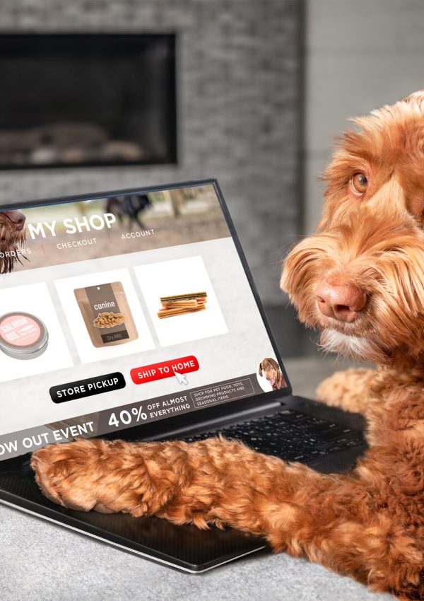 Labradoodle dog ordering online by internet for home delivery.